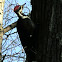 Pileated Woodpecker