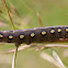 Bedstraw Hawk-Moth or Gallium Sphinx