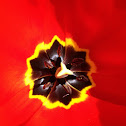 Red tulip