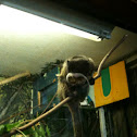 Emperor tamarin monkey