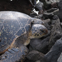 Honu on Hawaii Island