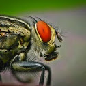 meat fly 
