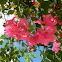 Bouganvillea