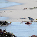 Piping Plover