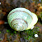 tree snail