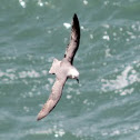 Fulmar