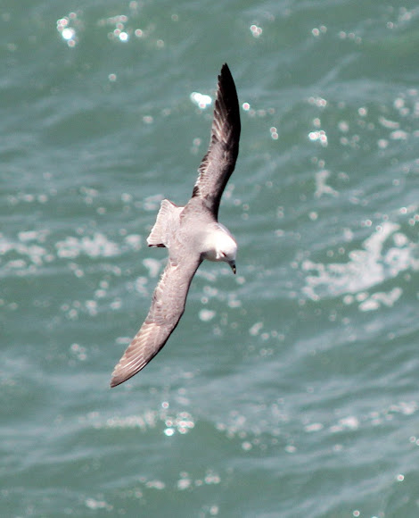Spotting Image 1