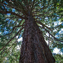 Coast Douglas Fir