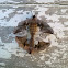 Eyed hawk-moth