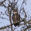 Great Horned Owl