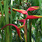 Heliconia German: Helikonie