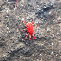 Mite