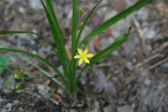 Spotting Image 1