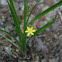 Yellow Star Grass