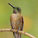 Fawn-breasted Brilliant