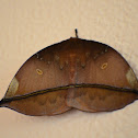 Polilla