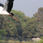 Asian Openbill Stork