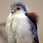 Pygmy Falcon