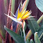 Birds of paradise