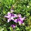 Calopogon tuberosus