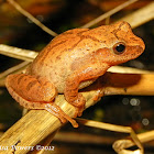 Spring Peeper