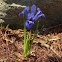 Blue Dwarf Iris