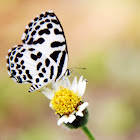 Common Pierrot