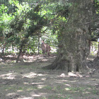 Kangaroo