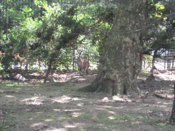 Spotting Image 1