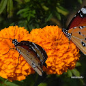 plain tiger