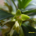 Spurge-laurel