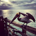 Brown Pelican