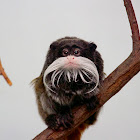 Emperor tamarin