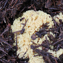 Ramaria rasilispora or Yellow Coral