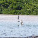 Great blue heron