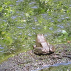 frog