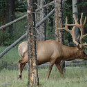 Reindeer