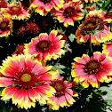 Blanket Flower