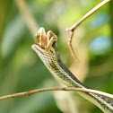 Peninsula Ribbon Snake