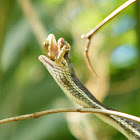 Peninsula Ribbon Snake