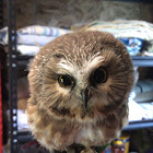 Northern saw-whet owl