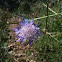 Escabiosa