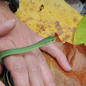 Rough green snake