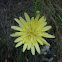 Cerraja tierna