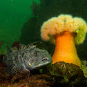 Lingcod