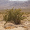 Creosote Bush