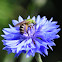 Agapostemon Sweat Bee