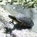 Yellow-bellied Slider