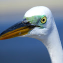 Great Egret