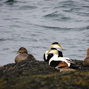 Common Eider